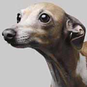 animal photographers