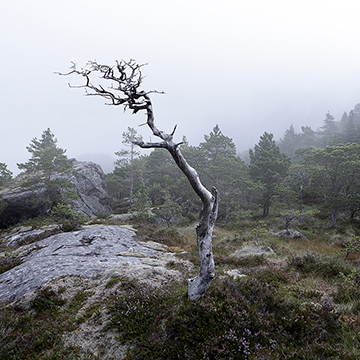 landscape photographers