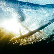 underwater photographers