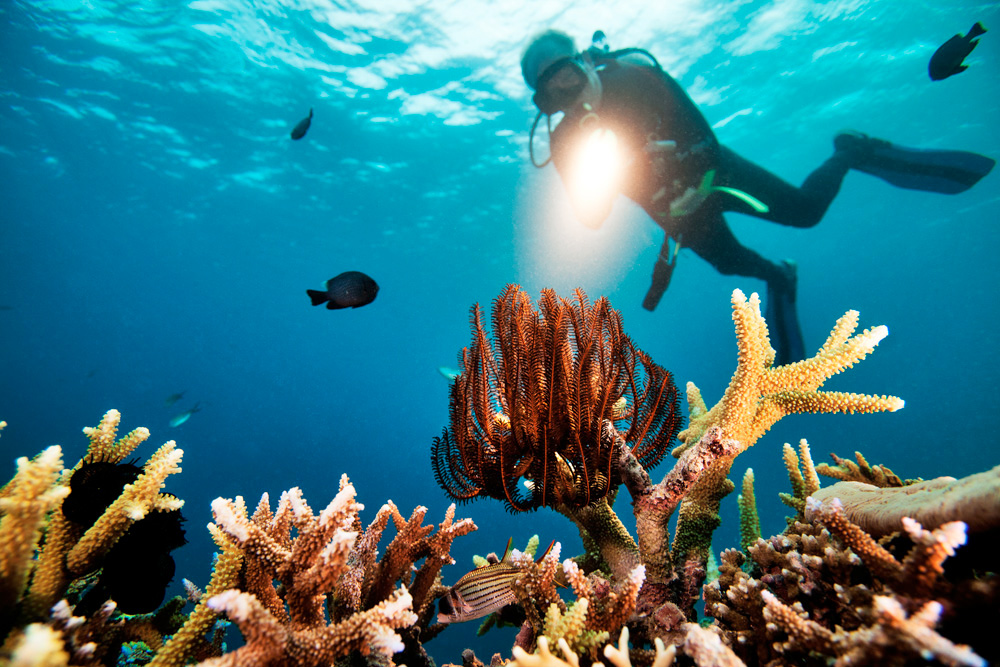 underwater photographers