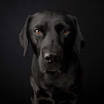 animal photographers
