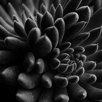 still life photographers