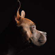 animal photographers