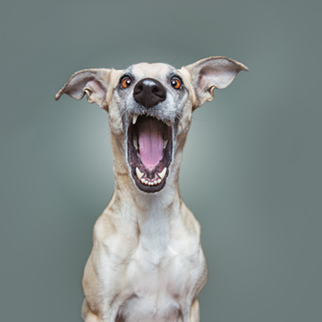 Elke Vogelsang