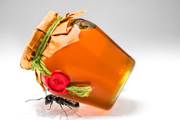 Jan Kalish Photography