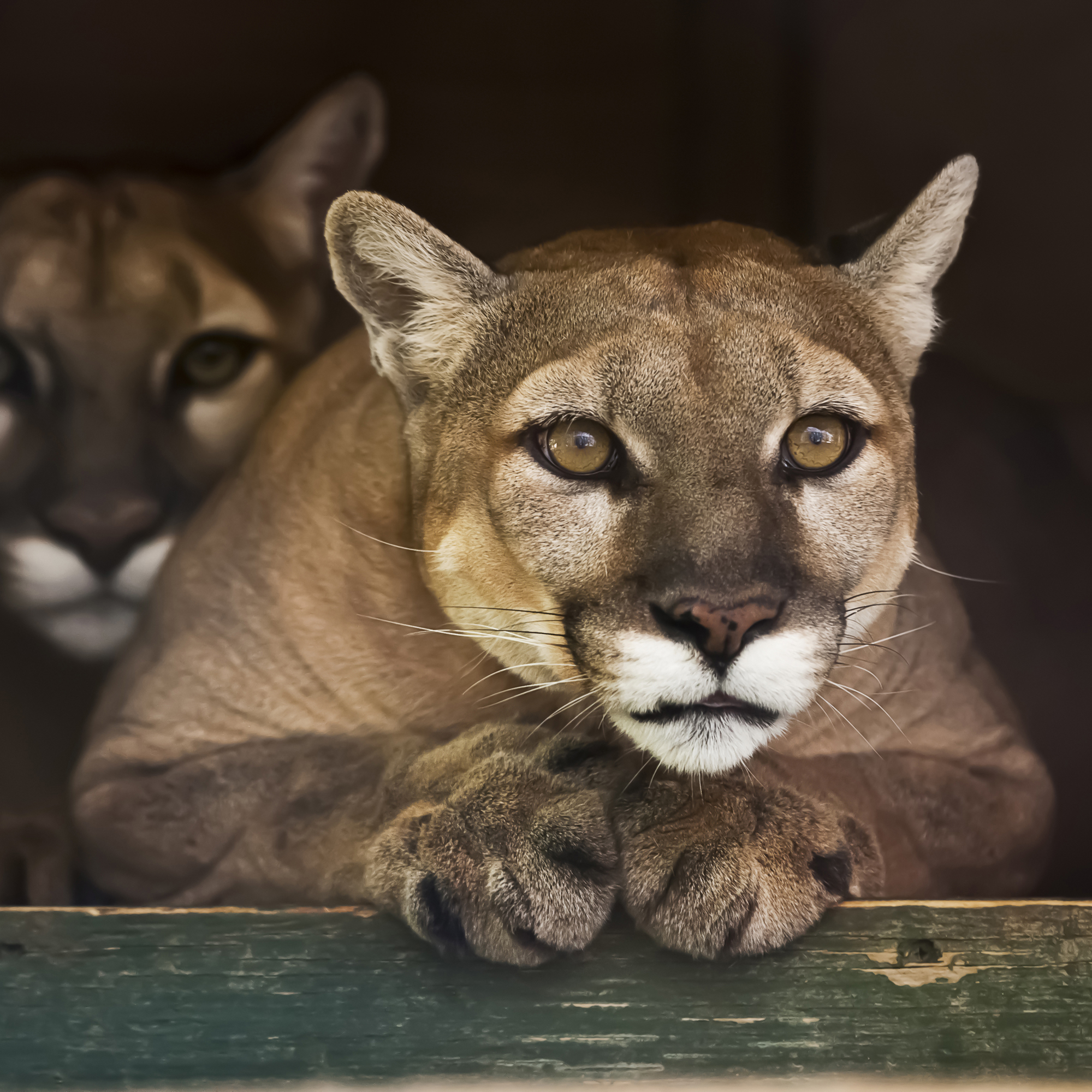 animal photographers