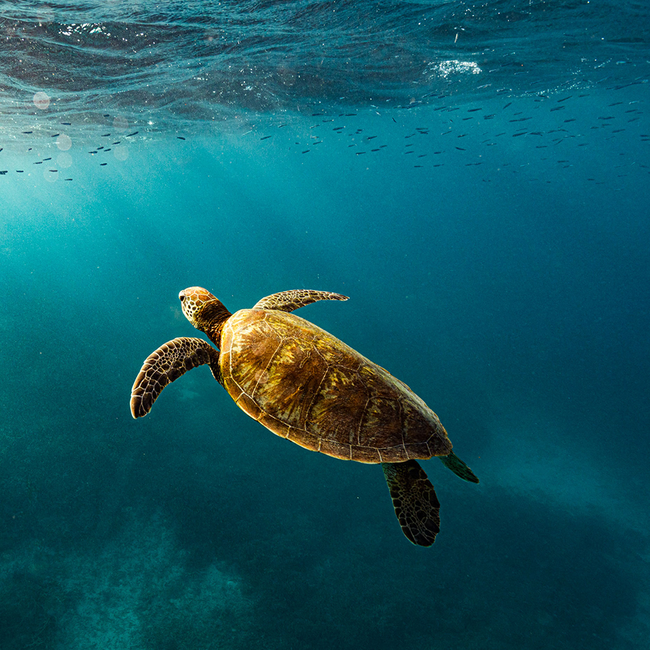 underwater photographers