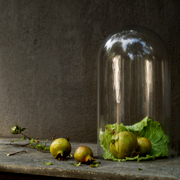 still life photographers