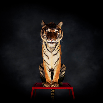 animal photographers