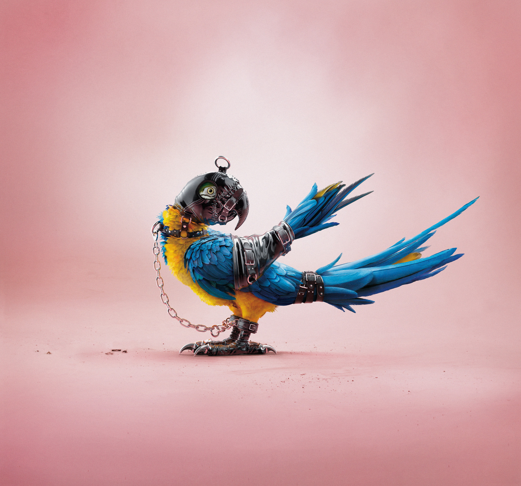 animal photographers