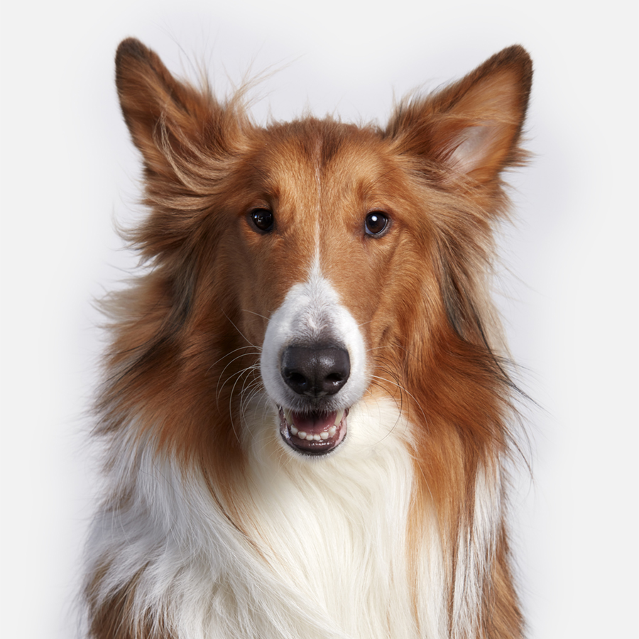 animal photographers