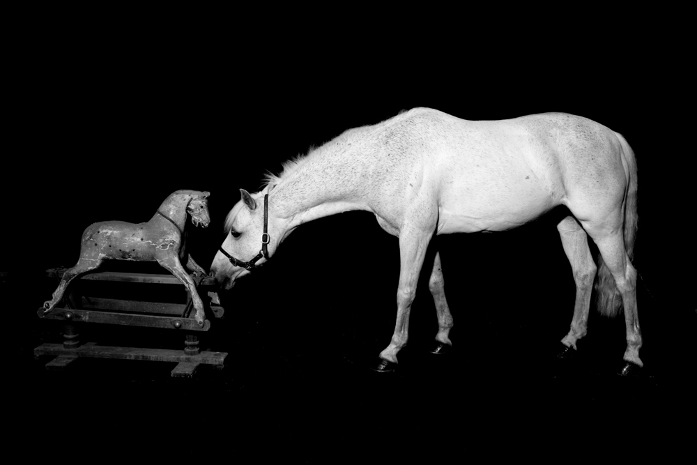 animal photographers