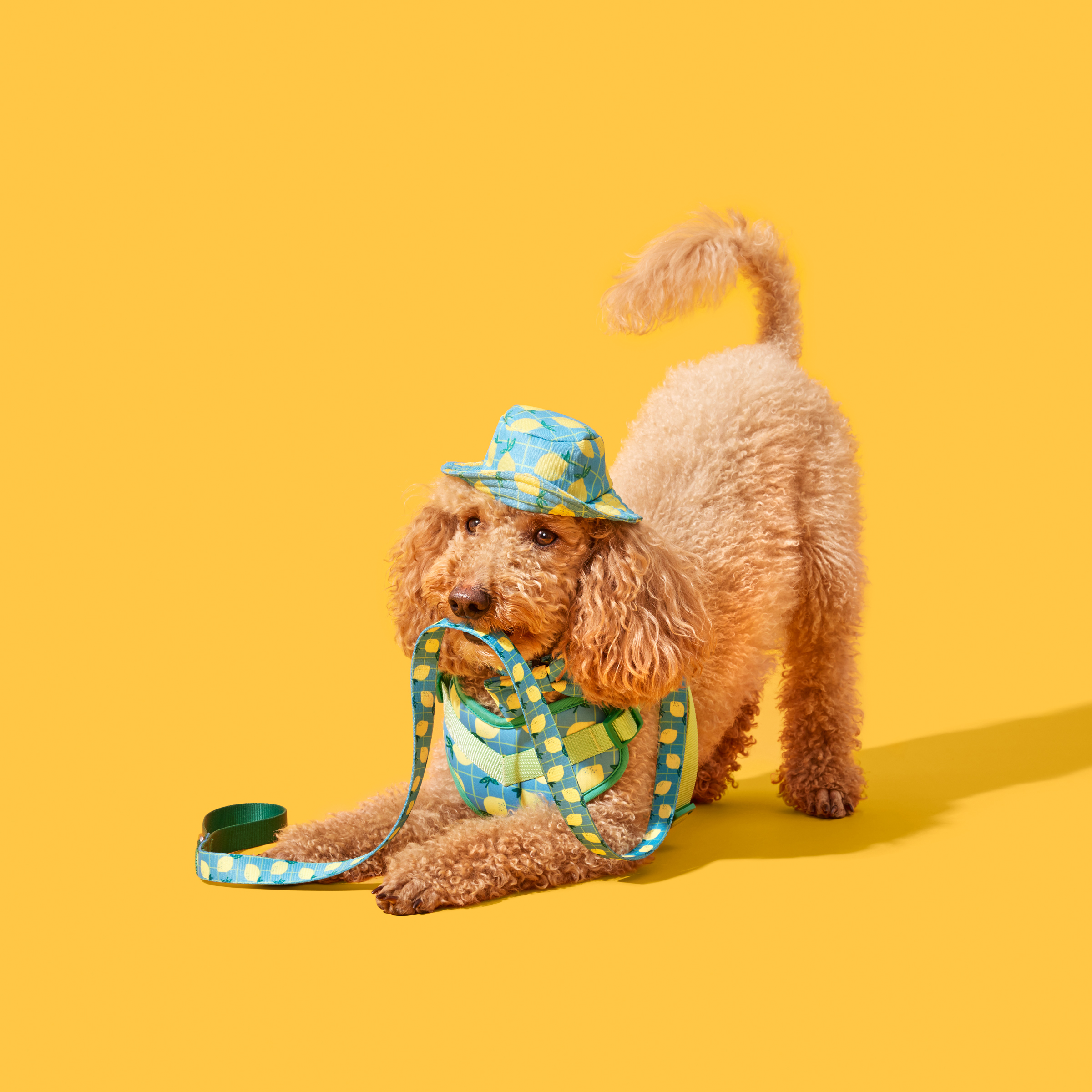 animal photographers