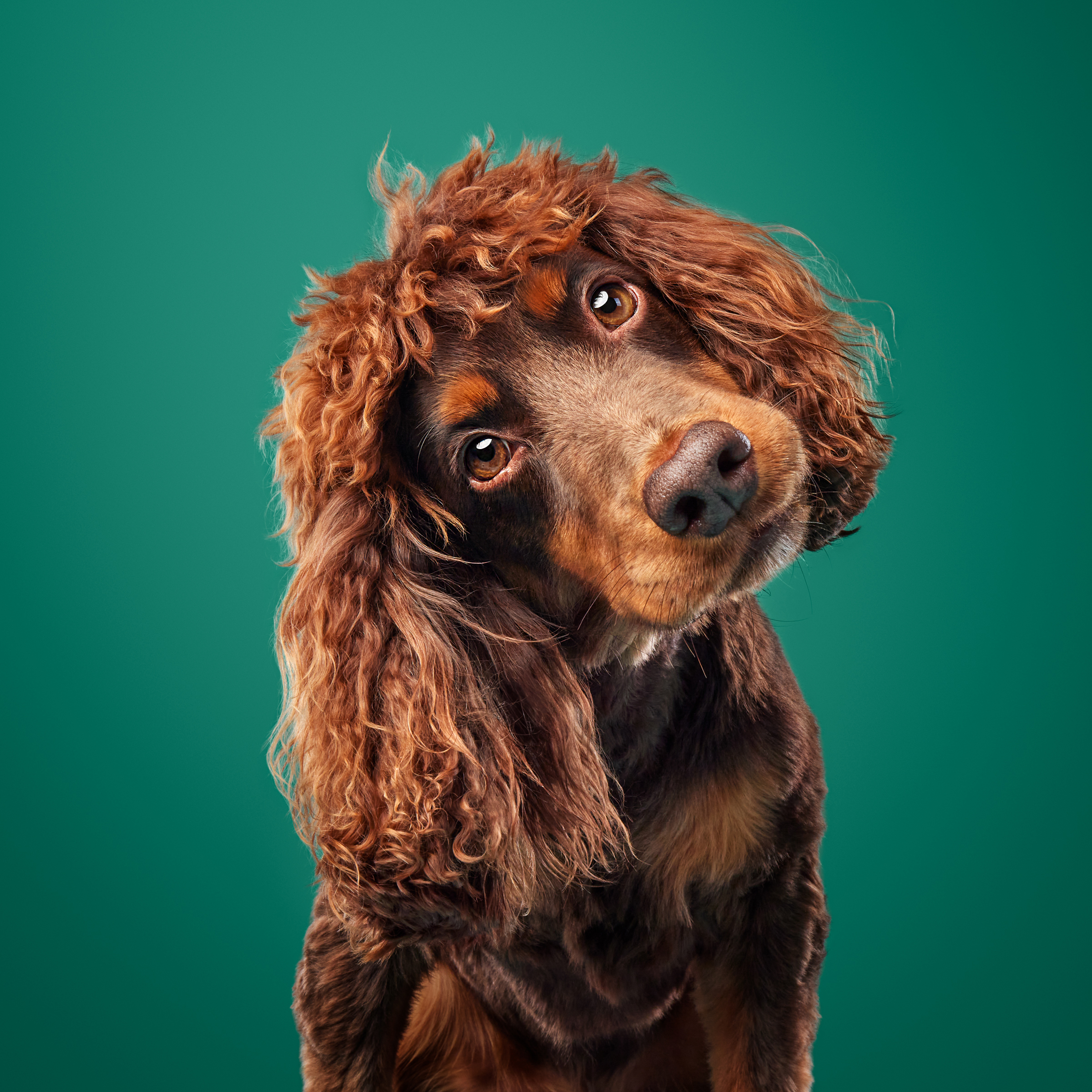 portrait photographers