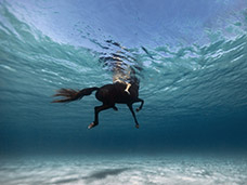 UNDERWATER PHOTOGRAPHY + MOTION