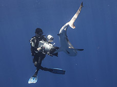 UNDERWATER PHOTOGRAPHY + MOTION