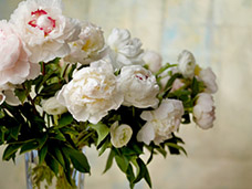 STILL LIFE PHOTOGRAPHY