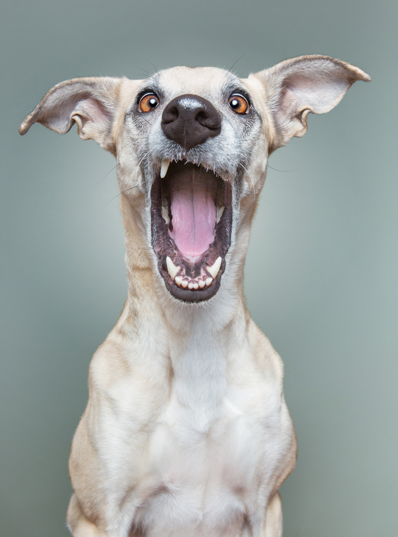 Elke Vogelsang