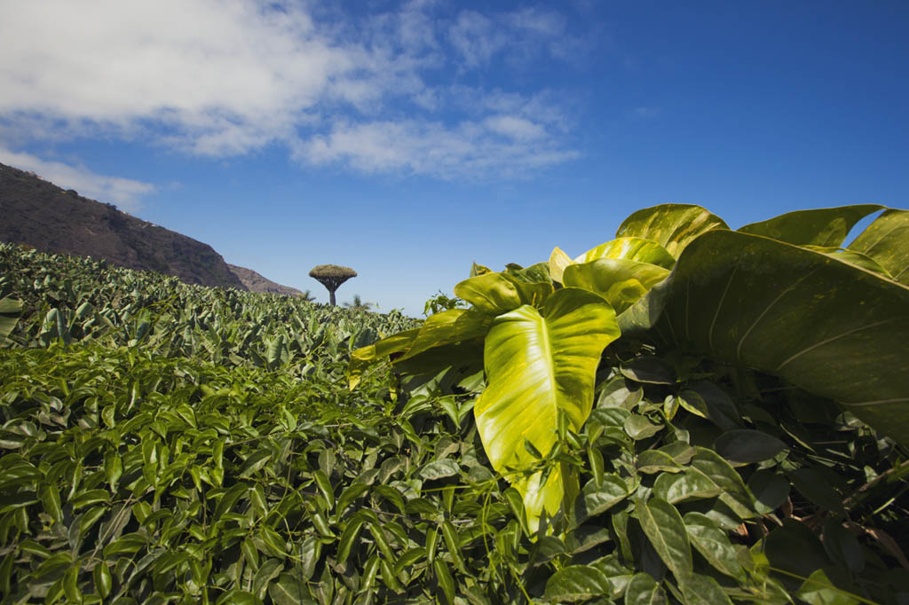 Tenerife Film Commission
