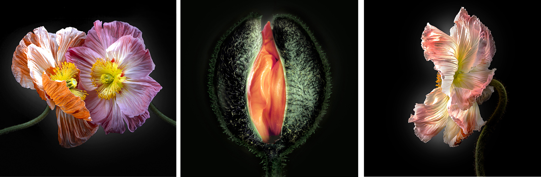 Jo Francis - Flowers