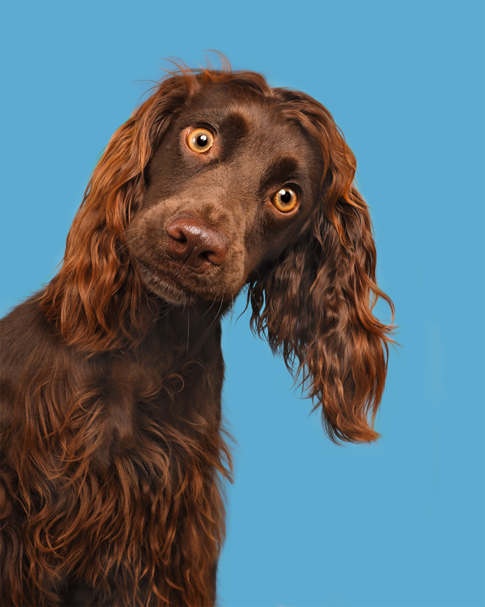 Elke Vogelsang