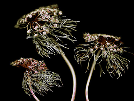 STILL LIFE PHOTOGRAPHY & MOTION