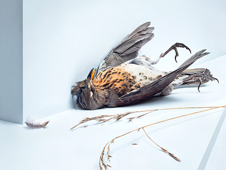 STILL LIFE PHOTOGRAPHY
