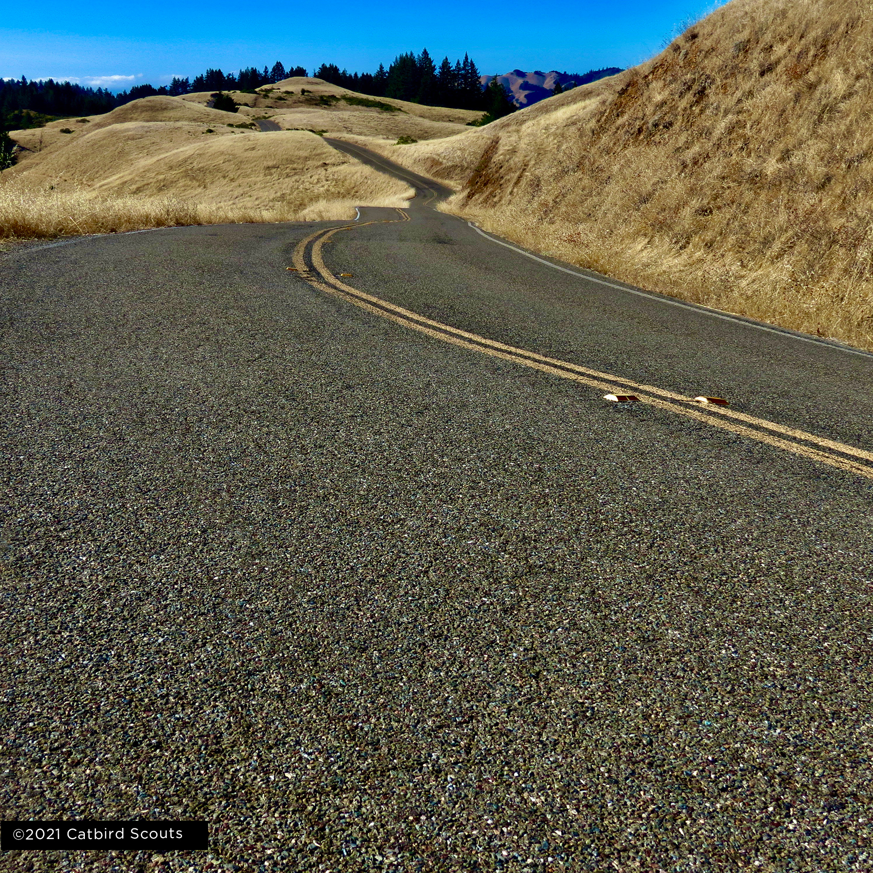 Catbird  Scouts Locations