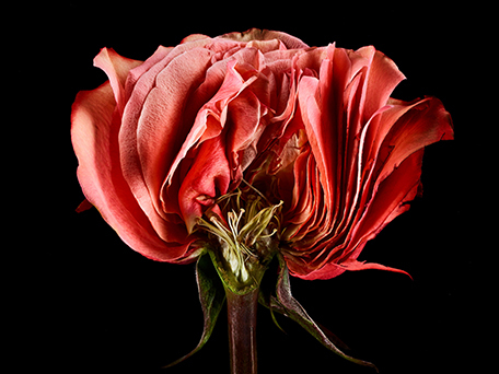 STILL LIFE PHOTOGRAPHY