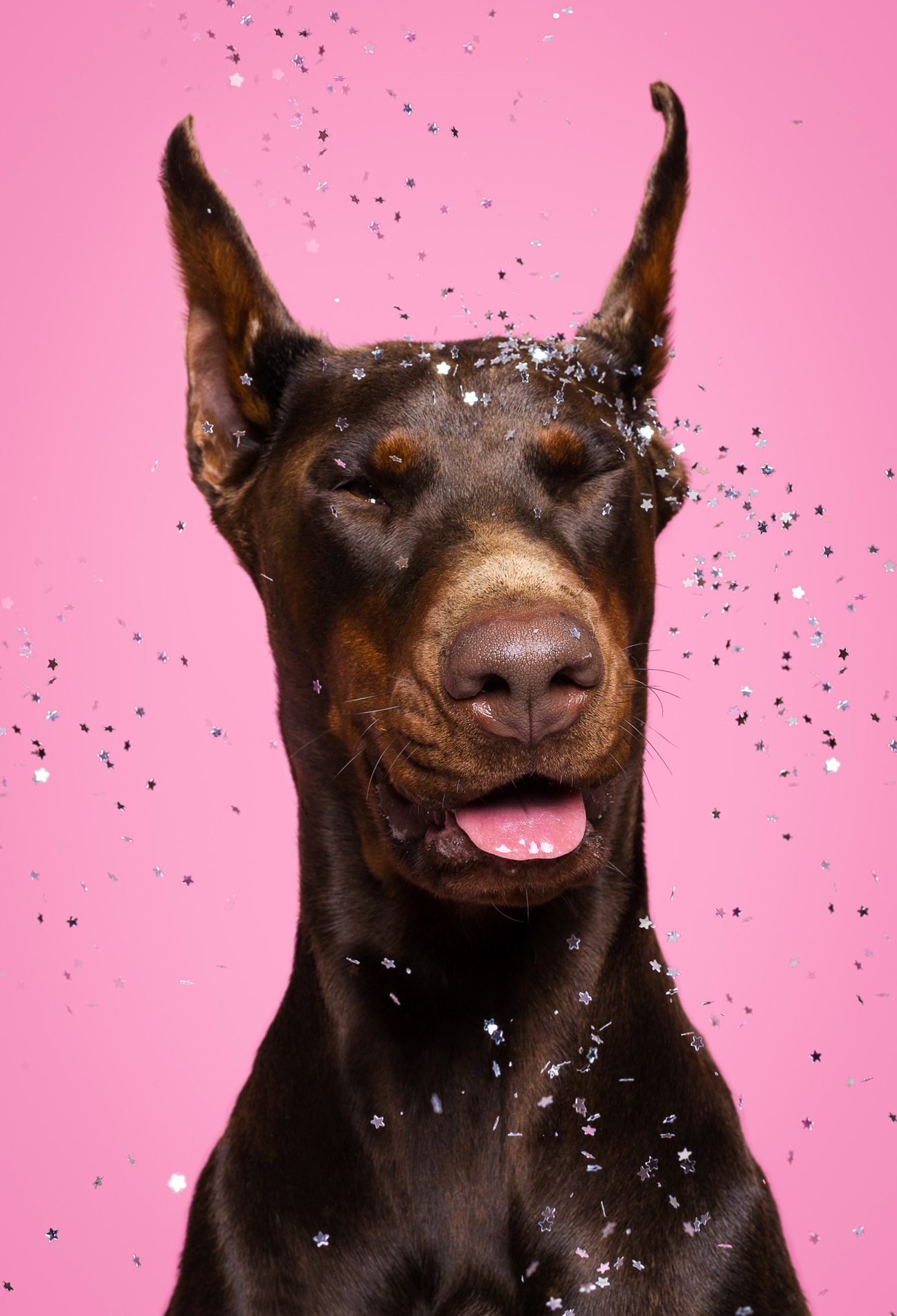 Le Terrier Studio