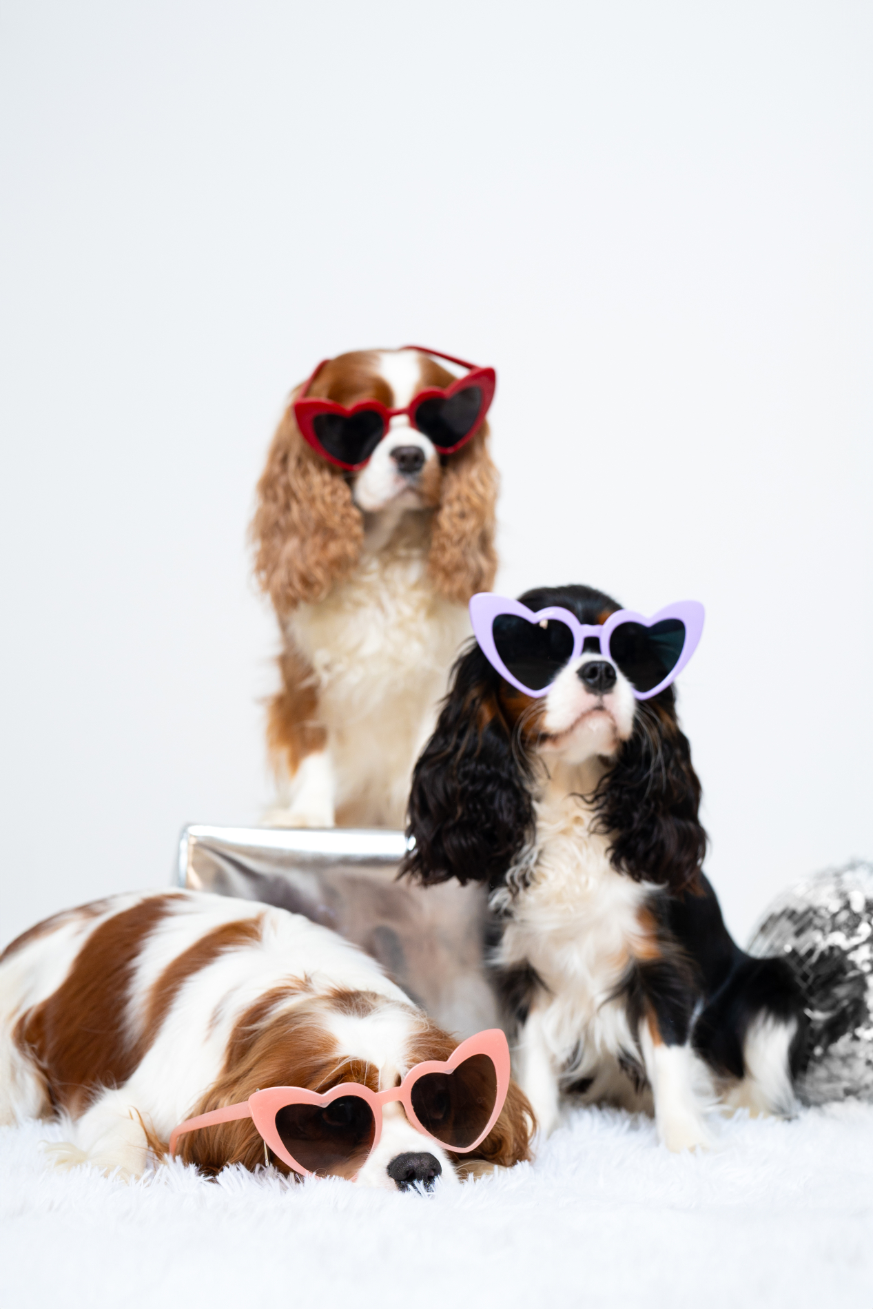 Le Terrier Studio