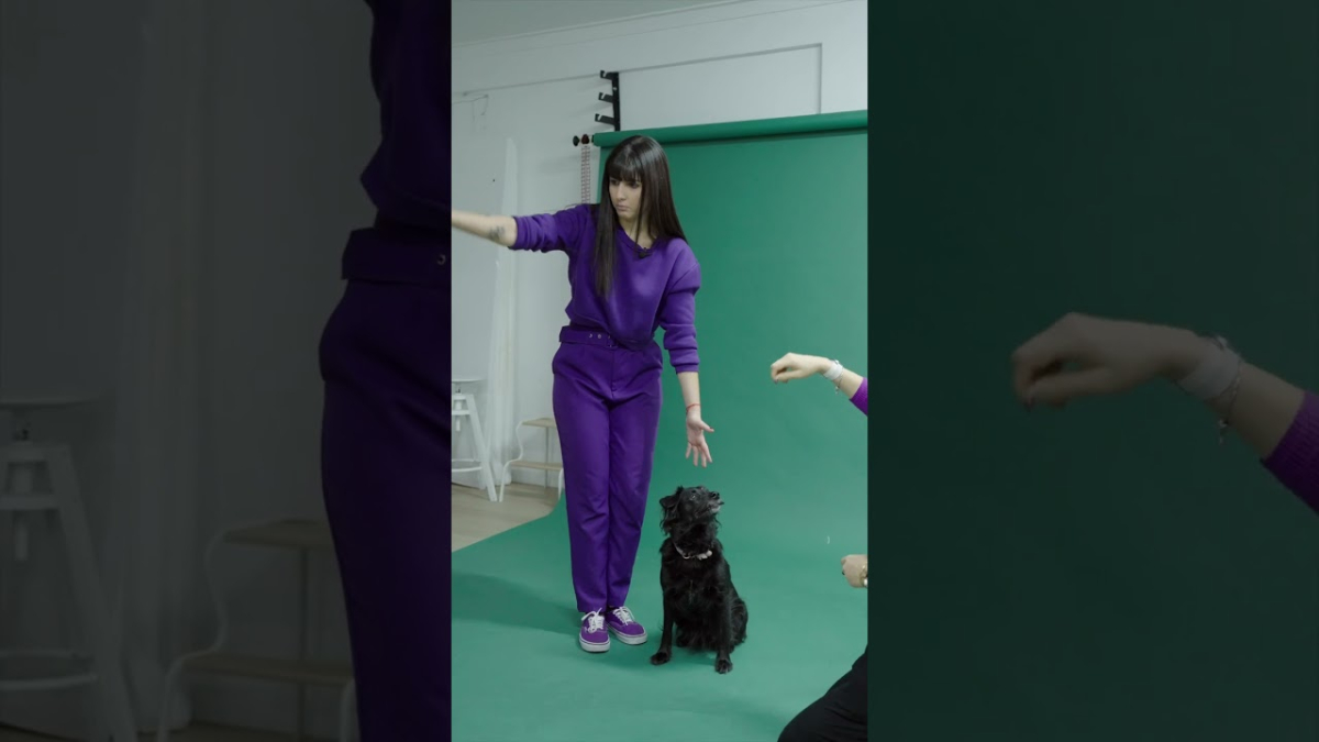 Le Terrier Studio